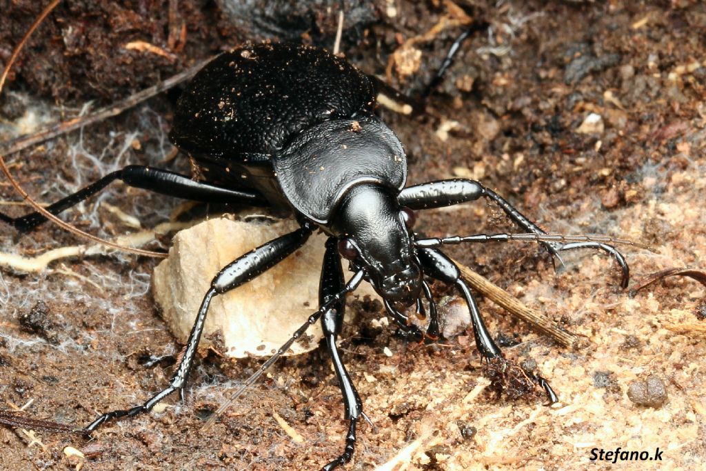 Femmina di Carabus coriaceus